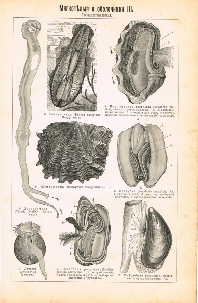 Гравюра "Морская рыбалка"