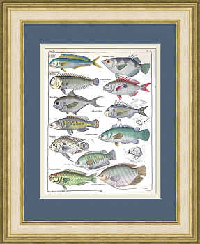 Морские рыбы: гурами, рыба-попугай, губан, морской лещ. Уникальная гравюра 19 века