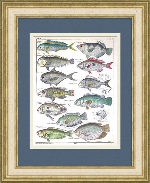 Морские рыбы: гурами, рыба-попугай, губан, морской лещ. Уникальная гравюра 19 века Морские рыбы: гурами, рыба-попугай, губан, морской лещ. Уникальная гравюра 19 века