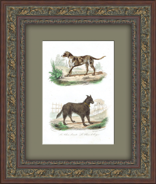 Легавая собака. Антикварная гравюра с ручной раскраской. Середина 19 в.