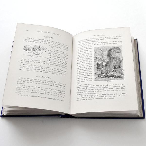 животный мир, старинная книга с иллюстрациями на английском язык