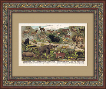 Животные Азии. Старинная хромолитография