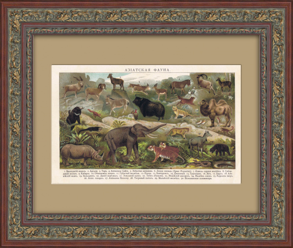 Животные Азии. Старинная хромолитография