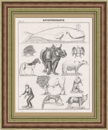 Кит, мартышка, зебра и другие животные. Старинная литография 1838 года