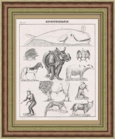 Кит, мартышка, зебра и другие животные. Старинная литография 1838 года