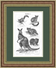 Коала, кенгуру, вомбат и другие животные Австралии. Антикварная литография