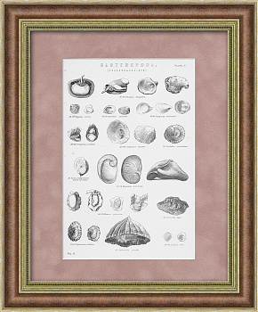 Раковины, литография со старинной классификацией. Конец 19 века