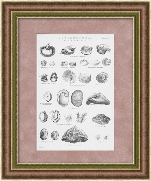 Раковины, литография со старинной классификацией. Конец 19 века