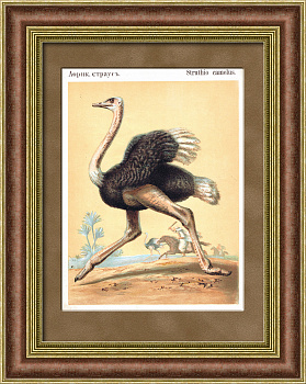 Африканский страус, хромолитография в раме