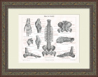 Скелет человека: кости, связки, сухожилия. Литография в раме