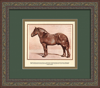 Жеребец брабансонской породы - чемпион Всесоюзной сельскохозяйственной выставки 1939 года. Старинная тиражная графика Жеребец брабансонской породы - чемпион Всесоюзной сельскохозяйственной выставки 1939 года. Старинная тиражная графика