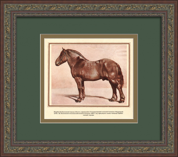Жеребец брабансонской породы - чемпион Всесоюзной сельскохозяйственной выставки 1939 года. Старинная тиражная графика Жеребец брабансонской породы - чемпион Всесоюзной сельскохозяйственной выставки 1939 года. Старинная тиражная графика