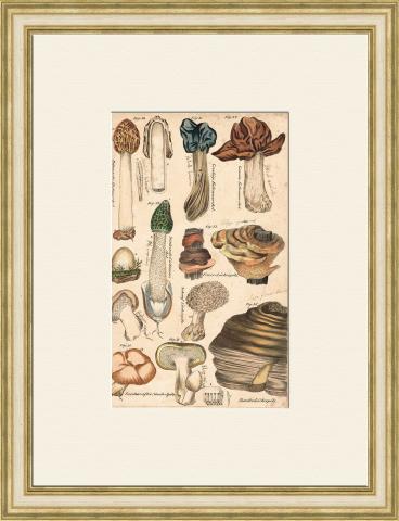 Редкие, токсичные и деликатесные грибы, раритетная гравюра 19 века