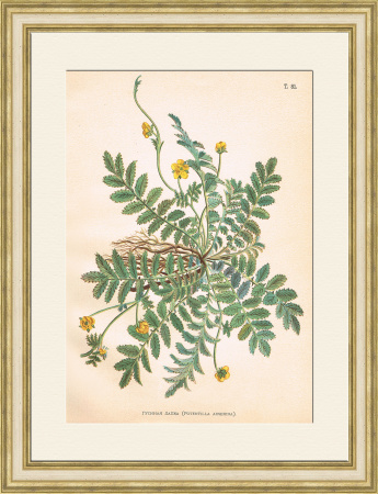 Гусиная лапка, редкая литография конца XIX века