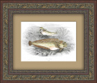 Липарис или Морская улитка" из серии "Виды рыб". Антикварная литография
