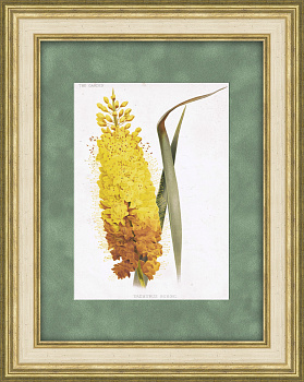 Эремурус Бунге (узколистный). Антикварная хромолитография