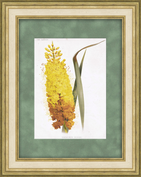 Эремурус Бунге (узколистный). Антикварная хромолитография Эремурус Бунге (узколистный). Антикварная хромолитография