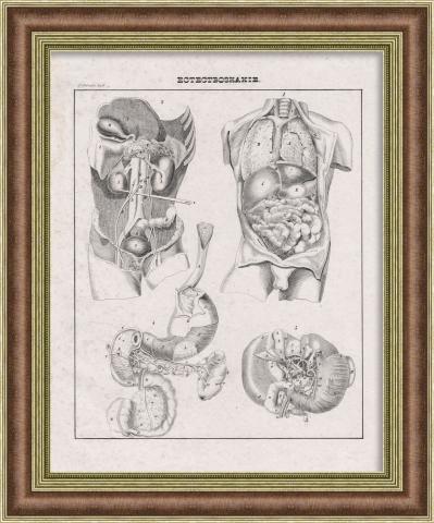 Анатомия человека: внутренние органы. Антикварная литография