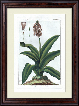 Капский гиацинт.  Большая, редкая гравюра 18 века