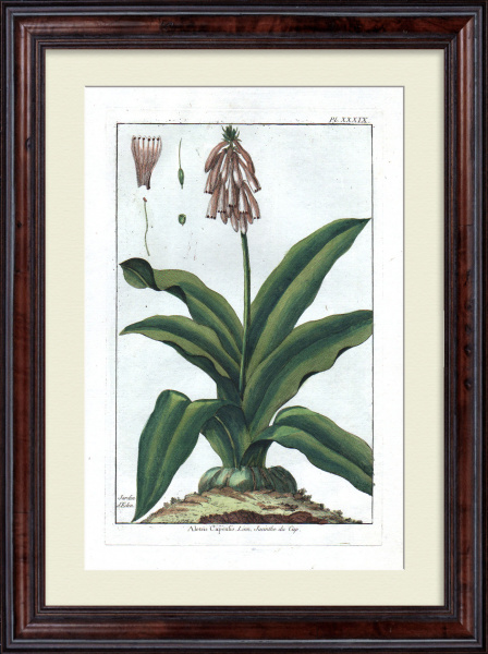 Капский гиацинт.  Большая, редкая гравюра 18 века