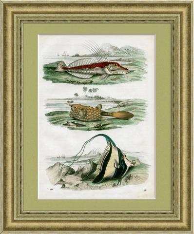 Рыбы южных морей. Антикварная литография с ручной раскраской