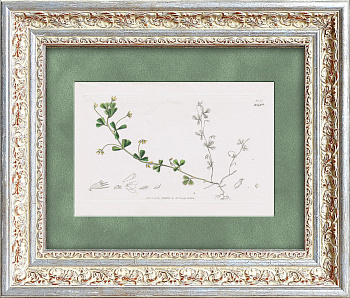 Семена и плоды полевого клевера. Старинная гравюра с акварельной раскраской