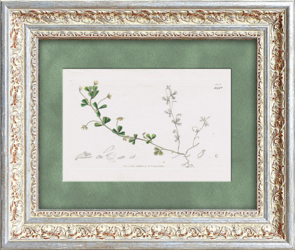 Семена и плоды полевого клевера. Старинная гравюра с акварельной раскраской