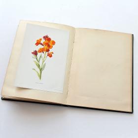Альбом с хромолитографиями "Цветы"