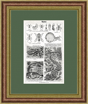 Муравьи, старинная литография, 1903 г.