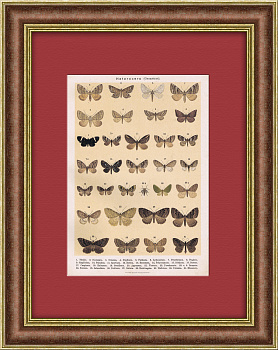 Виды бабочек и мотыльков. Антикварная хромолитография