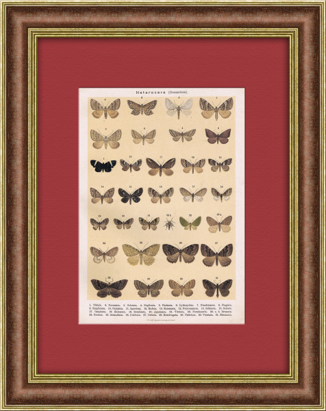 Виды бабочек и мотыльков. Антикварная хромолитография