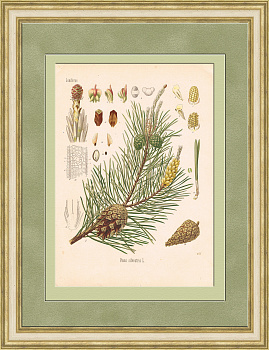 Хвойные: сосна обыкновенная. Старинная хромолитография