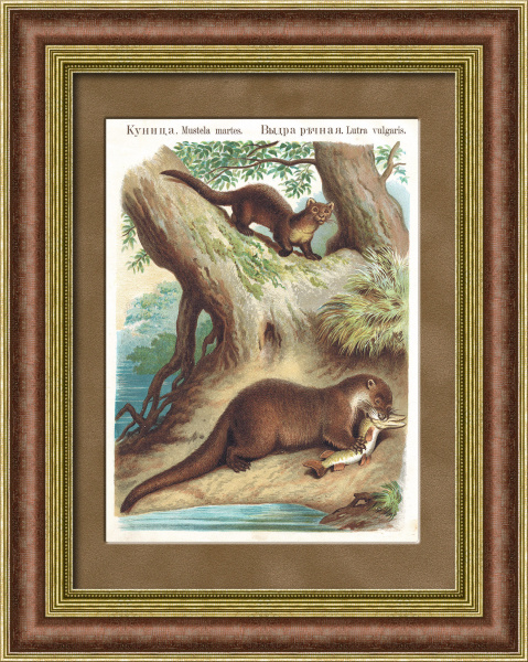 Куница и выдра, хромолитография 1889 года в раме 