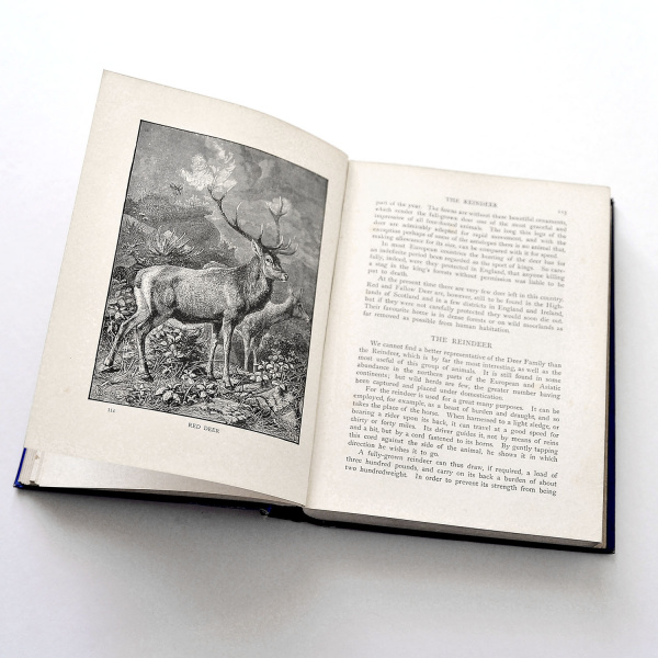 животный мир, старинная книга с иллюстрациями на английском язык