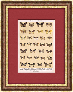 Виды мотыльков и бабочек, литография в раме