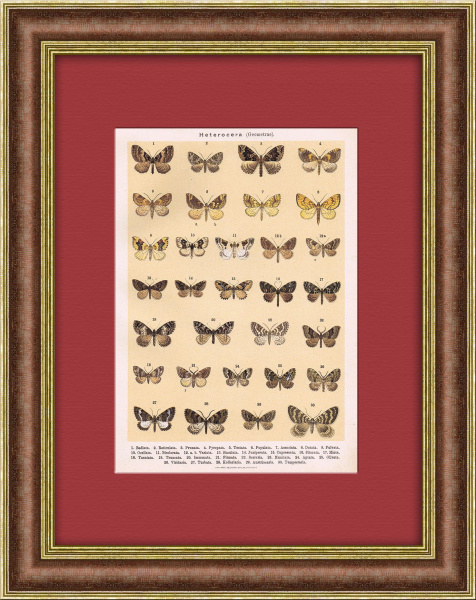 Виды мотыльков и бабочек, литография в раме