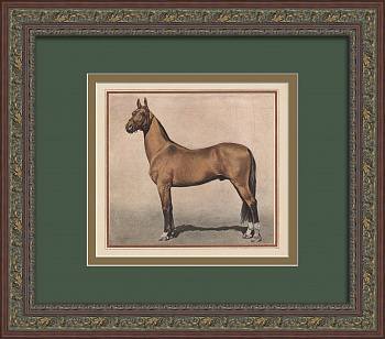 Ахалтекинский жеребец - чемпион Всесоюзной сельскохозяйственной выставки 1939 года. Старинная тиражная графика