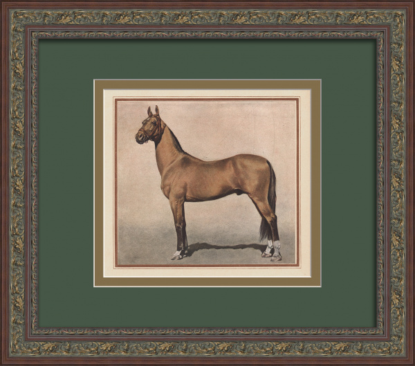 Ахалтекинский жеребец - чемпион Всесоюзной сельскохозяйственной выставки 1939 года. Старинная тиражная графика