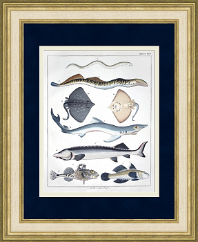 Морские рыбы: минога, белуга, синяя акула, морской скорпион. Редкая, старинная гравюра