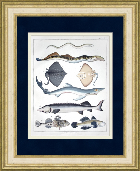 Морские рыбы: минога, белуга, синяя акула, морской скорпион. Редкая, старинная гравюра