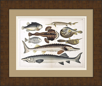 Белуга, стерлядь, осётр, фугу. Редкая гравюра 19 века