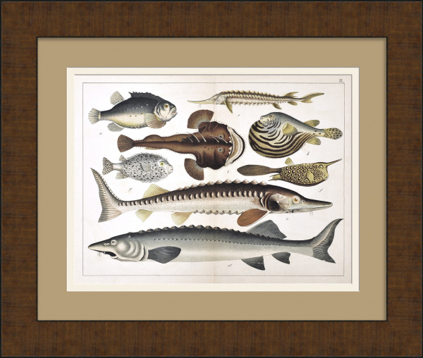 Белуга, стерлядь, осётр, фугу. Редкая гравюра 19 века