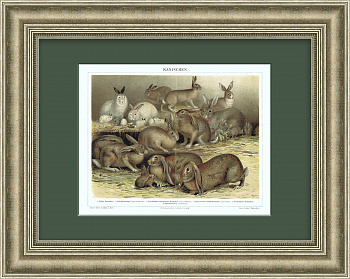 "Породы кроликов", антикварная литография в раме