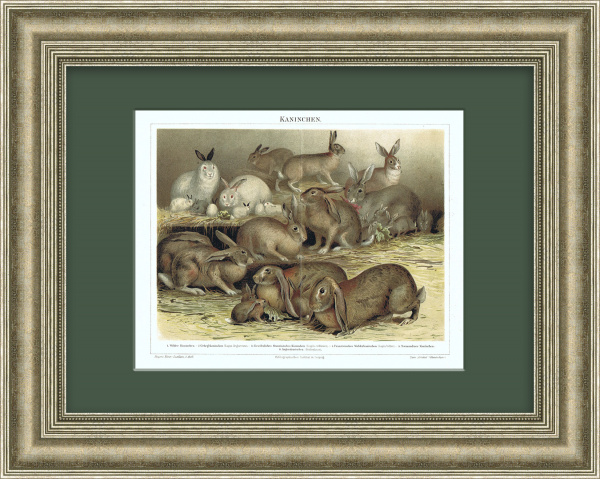 "Породы кроликов", антикварная литография в раме