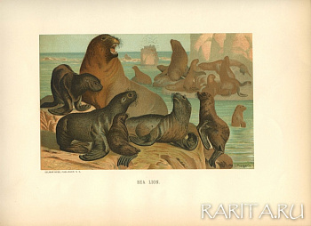 Морские львы, хромолитография