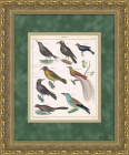 Райская птица, сизоворонка, гуйя, священная майна и др. Антикварная гравюра в раме