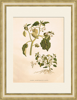 Паслен черный, старинная цветная литография Паслен черный, старинная цветная литография