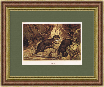 Выдры на охоте, хромолитография конца 19 века