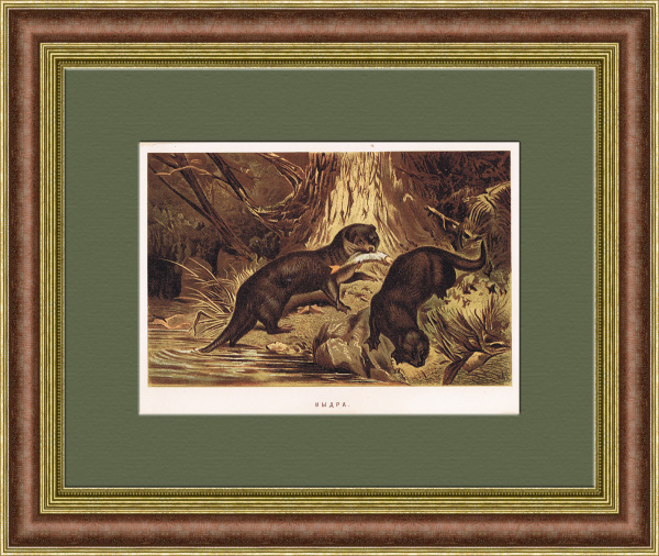 Выдры на охоте, хромолитография конца 19 века