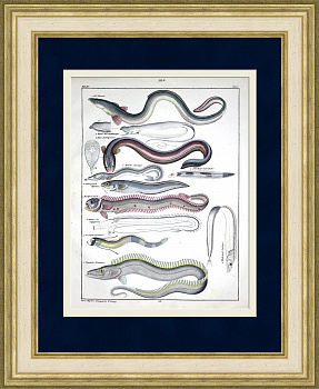 Угреобразные рыбы: мурена, рыба-сабля, рыба-змейка. Уникальная гравюра 19 века